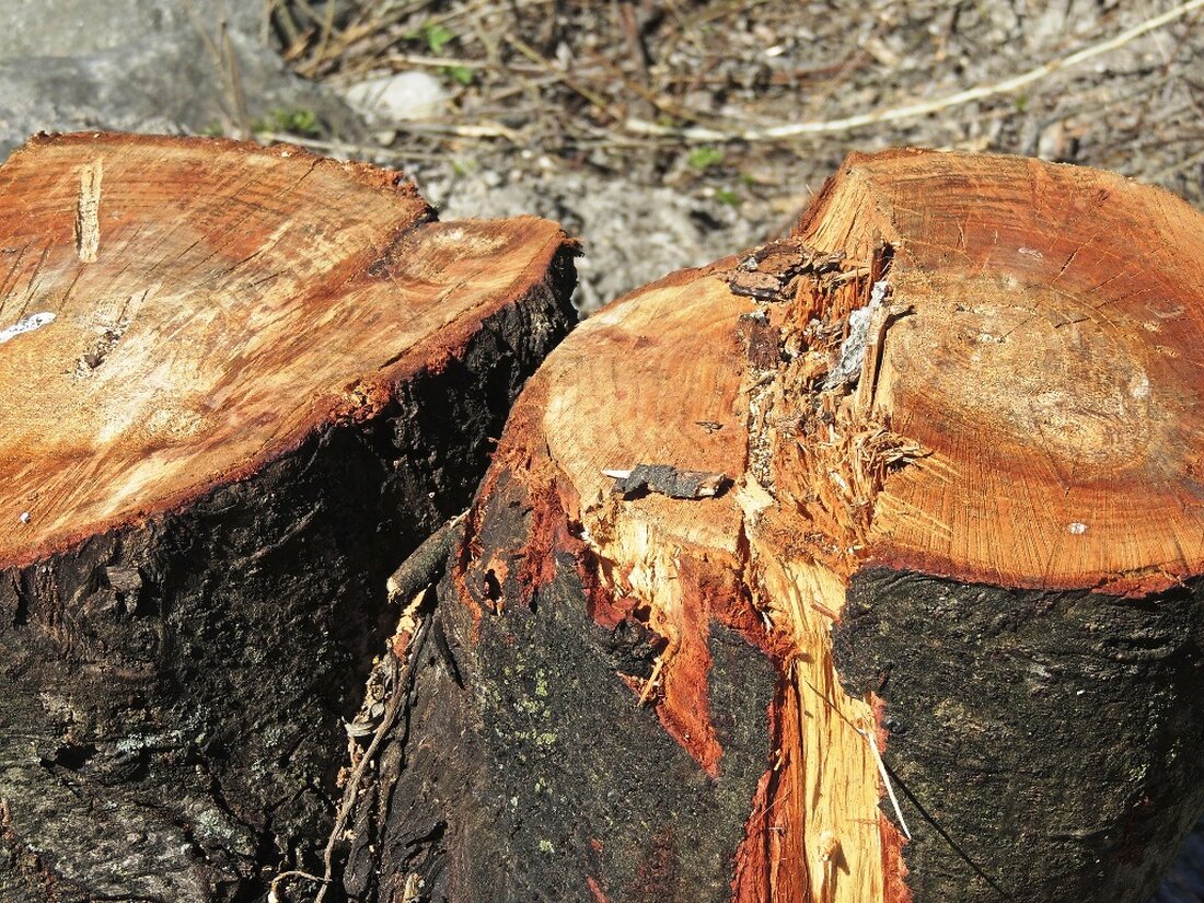 Weiden. Rund 30 Bäume am Rehmühlbach sind wegen Pilzbefalls und Alters nicht mehr sicher und werden ab dem 13. Januar gefällt. Eine Wiederaufforstung ist geplant.