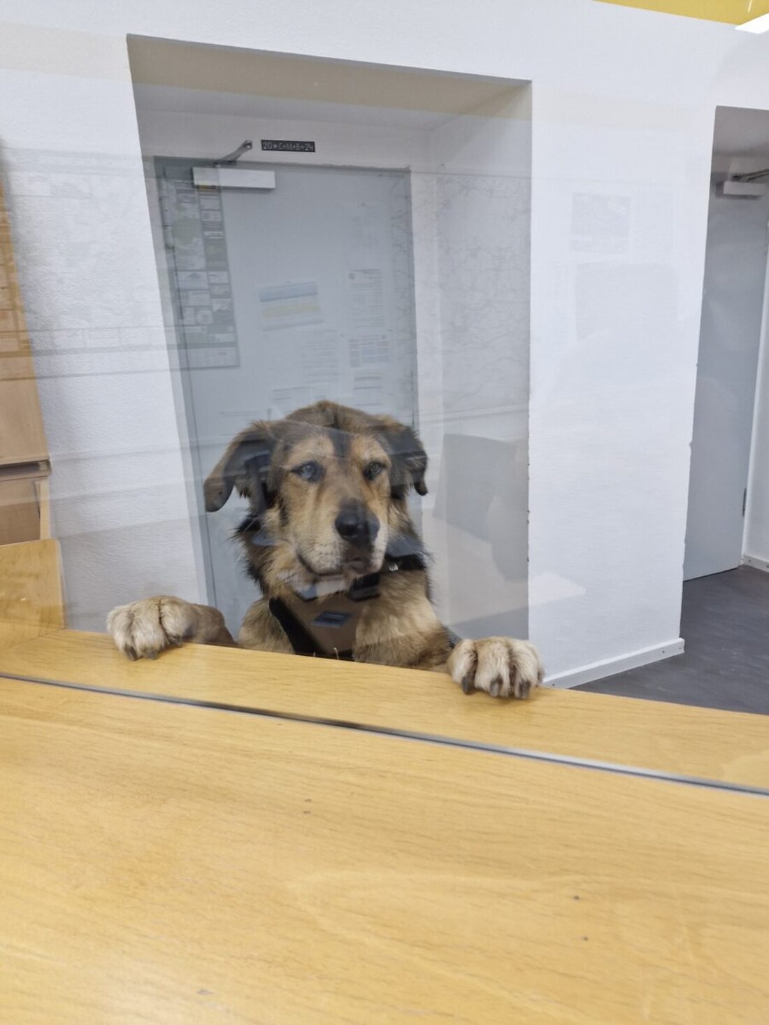 Sulzbach-Rosenberg. Am Freitag wurde zur Anzeigenerstattung ein Hund bei der Polizeiinspektion Sulzbach-Rosenberg vorstellig. Passanten hatten ihn im Stadtgebiet herrenlos aufgefunden und zur Polizei gebracht.