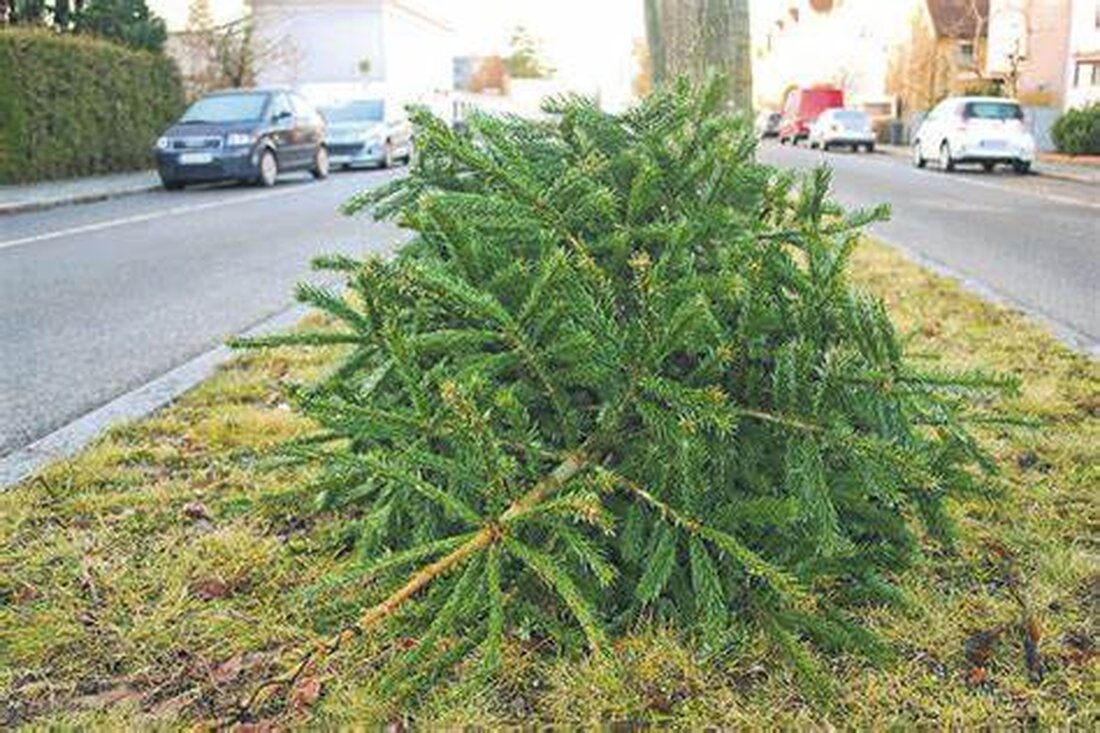 Waldthurn. Die Junge Union sammelt am 11. Januar 2025 Weihnachtsbäume in der Gemeinde. Bändchen für die Abholung sind für 2 Euro erhältlich. Der Erlös ist für einen guten Zweck.