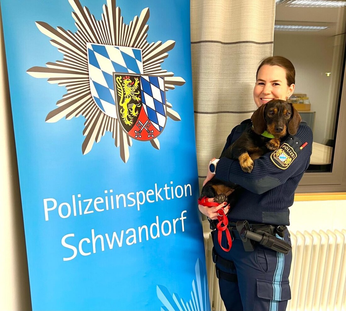 Schwandorf. Eine ausgebüxte Dackeldame wurde Donnerstagabend zur Polizeiinspektion gebracht, Über die Tasso-Kennnummer waren die erleichterten Besitzer schnell gefunden.