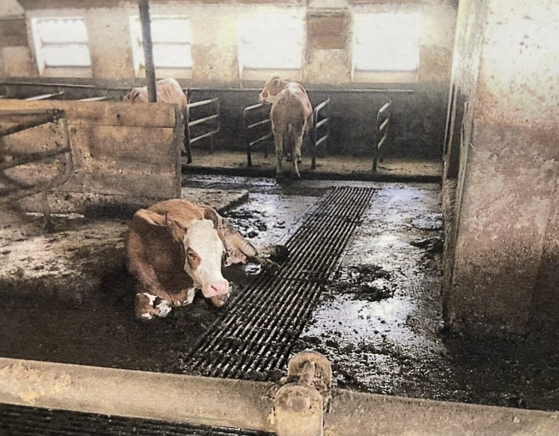 Weiden. Das Amtsgericht Weiden hat einen Landwirt (60) zu einer Haftstrafe von elf Monaten auf Bewährung verurteilt. Er habe seinen 70 Rindern und 25 Kaninchen "erhebliche Schmerzen und Leiden" zugefügt. Die Tiere litten Durst und Hunger und lebten in völlig verdreckten Ställen.