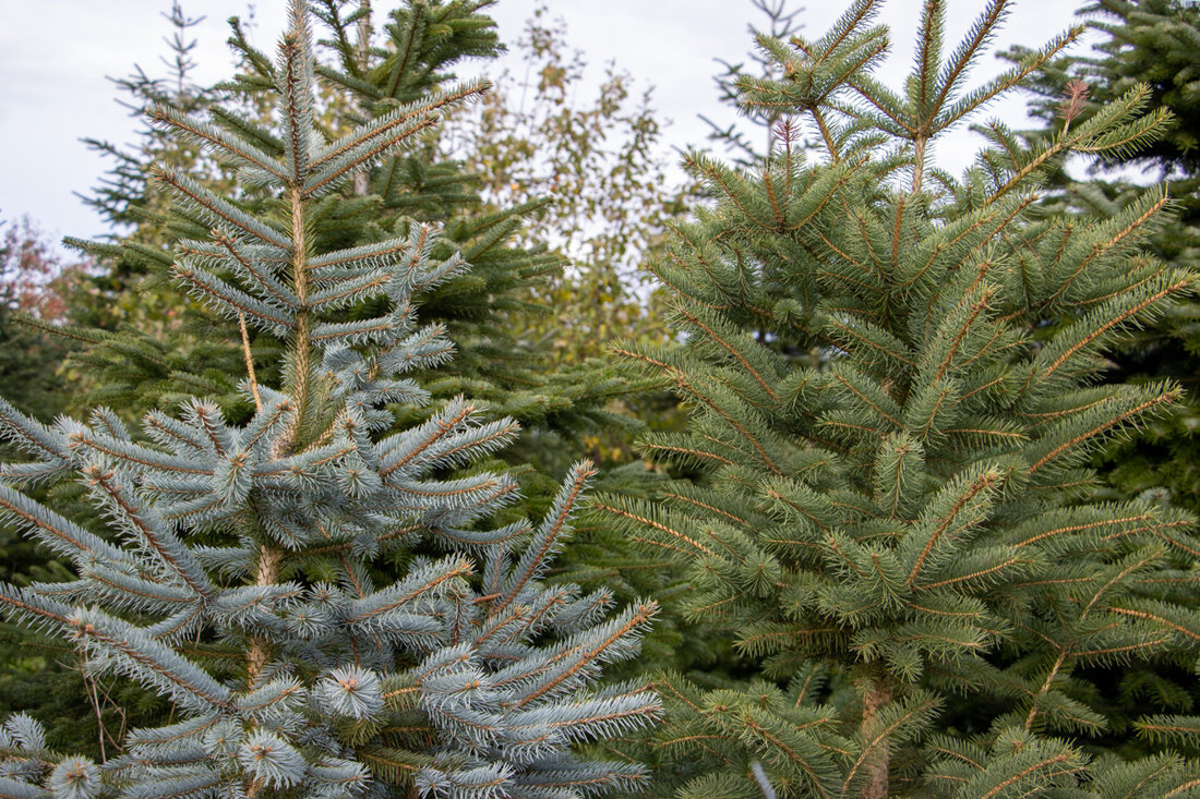 Weiden. Ab Dienstag, 7. Januar, sammelt der Bauhof in Weiden ausgediente Christbäume ein, Bäume müssen früh am Bürgersteig liegen. Bis 8. Februar können Bäume auch selbst zu Großcontainern in der Vohenstraußer und Pressather Straße gebracht werden.