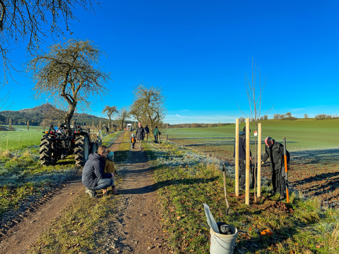 Kastl. Freiwillige pflanzten 15 neue Apfelbäume, um die Biodiversität zu fördern und die historische Apfelbaum-Allee zu erhalten.