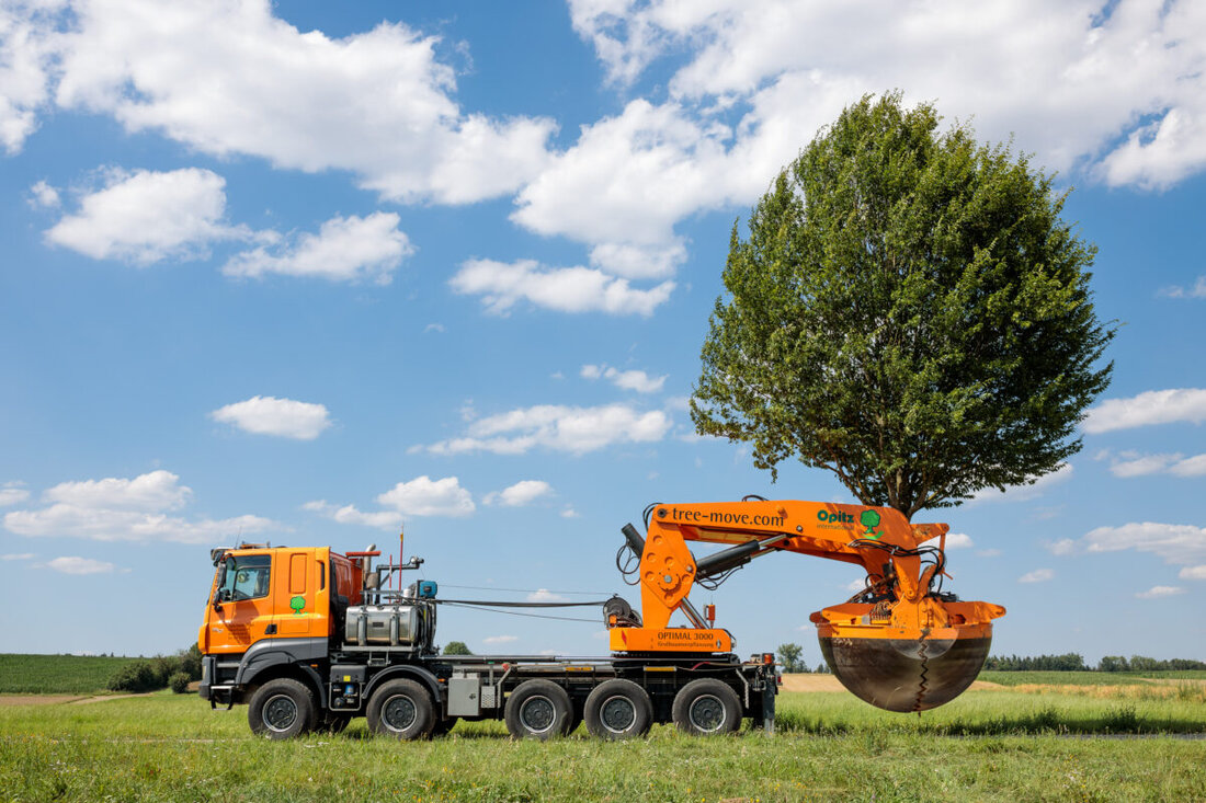 Weiden. Fünf Großbäume werden angesichts geplanter Baumaßnahmen umgesiedelt, um Nachhaltigkeit zu fördern. Die Verpflanzungsarbeiten starten am 16. Dezember und sollen am 17. Dezember beendet sein, kurzzeitige Verkehrsbehinderungen sind möglich.