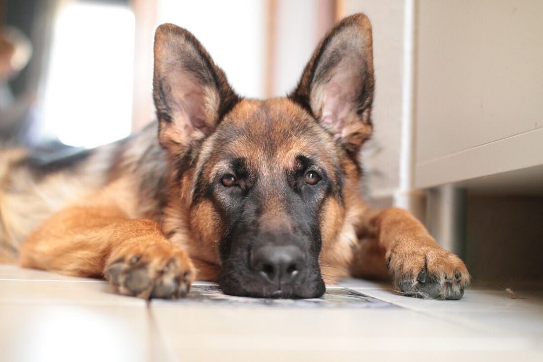 Amberg. Eine Ambergerin klagt über Tierquälerei durch einen Hundebesitzer, rechtliche Schritte bisher erfolglos. Ermittlungen laufen, der Hund blieb beim Besitzer.