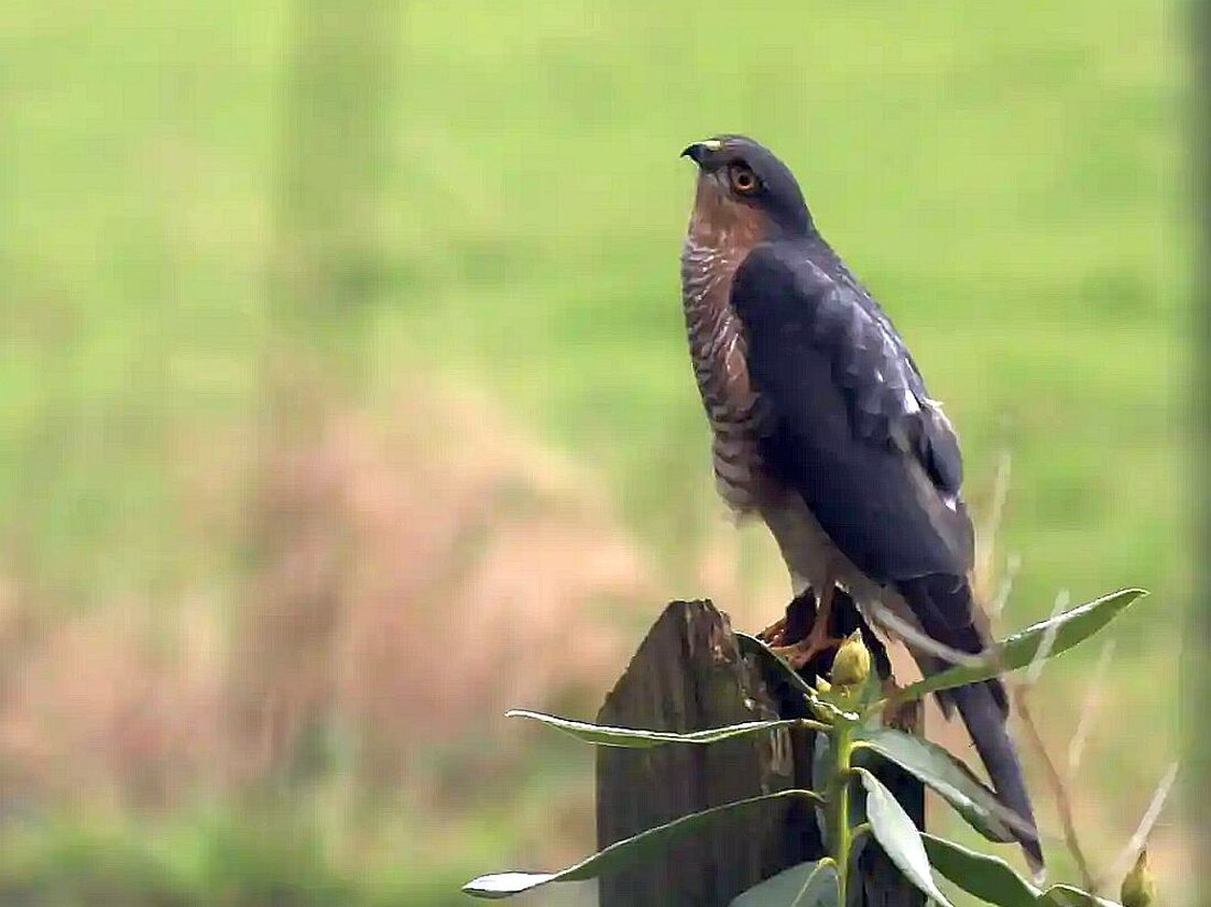 Weiden. Der bayerische Naturschutzverband LBV (Landesbund für Vogel- und Naturschutz) und die Gregor-Louisoder Umweltstiftung (GLUS) rufen die Bevölkerung dringend zur Mithilfe in einem Fall von Naturschutzkriminalität in Weiden auf. 