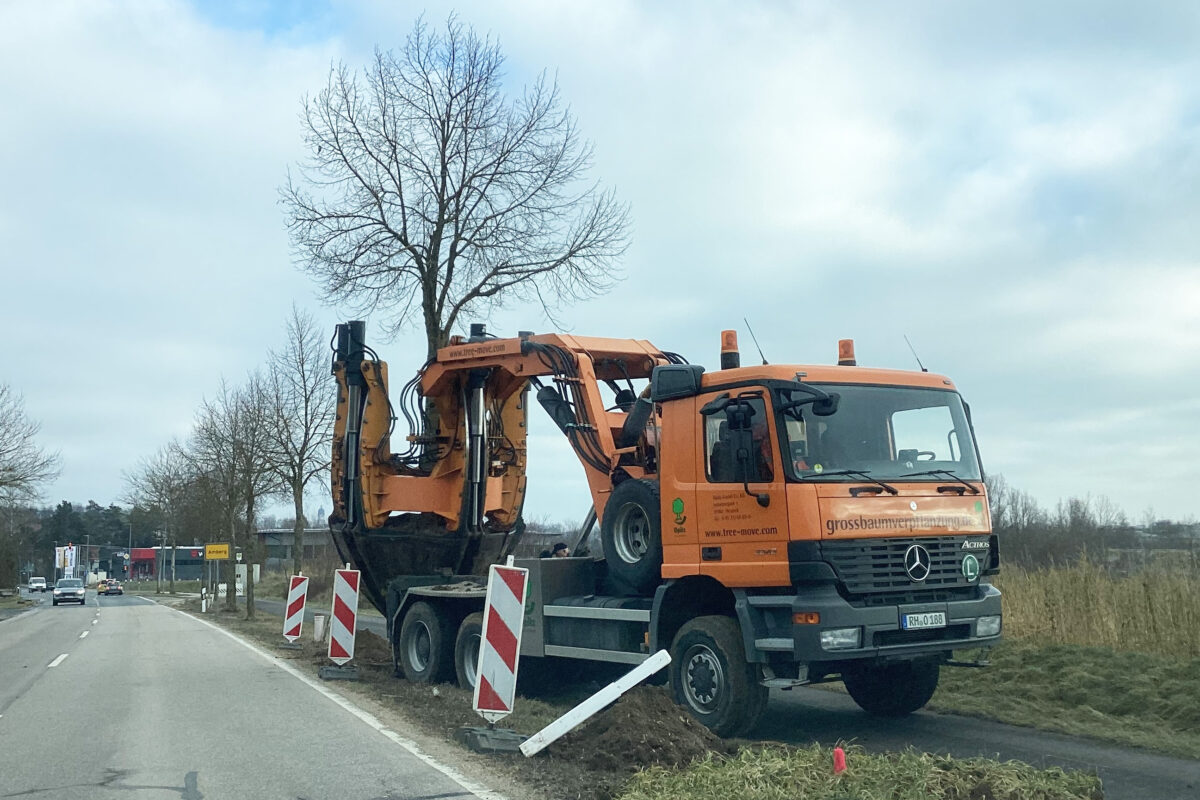 Amberg rettet 13 Linden durch Verpflanzung