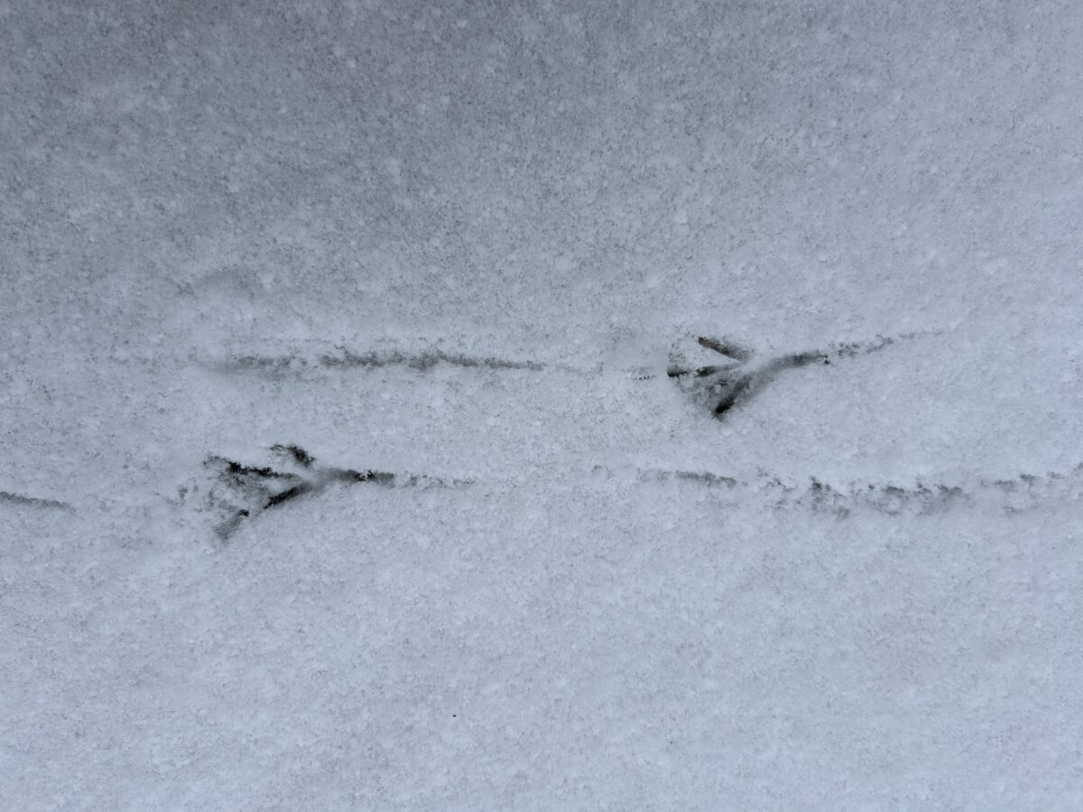 Was ist im Monat Februar wichtig? Ein unterhaltsamer Überblick