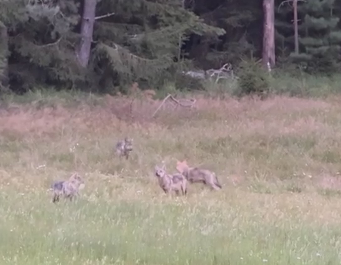 Seltene Aufnahmen aus Manteler Forst: Jäger filmt Wolfsfamilie