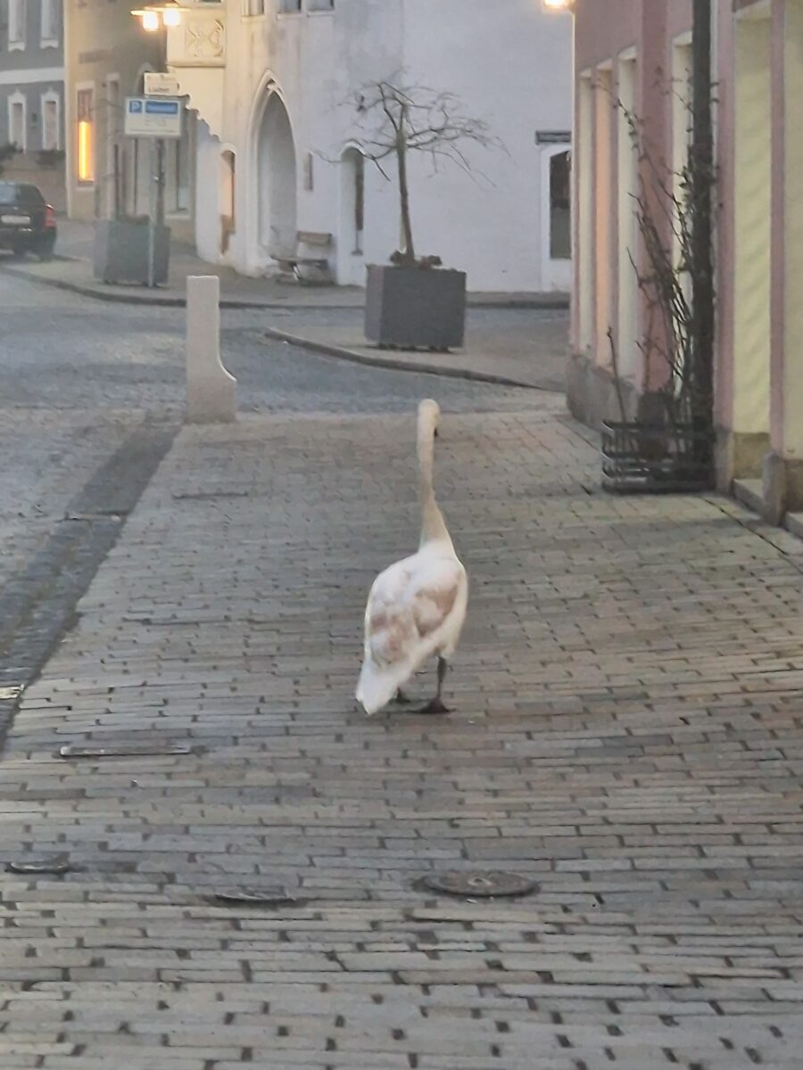 Schwan auf Erkundungstour in Sulzbach-Rosenberg