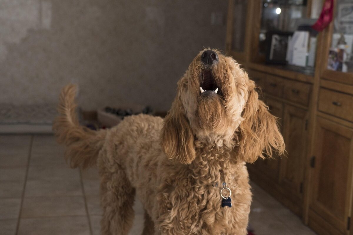 Hund bellt zu viel: Nachbarn vor dem Amtsgericht