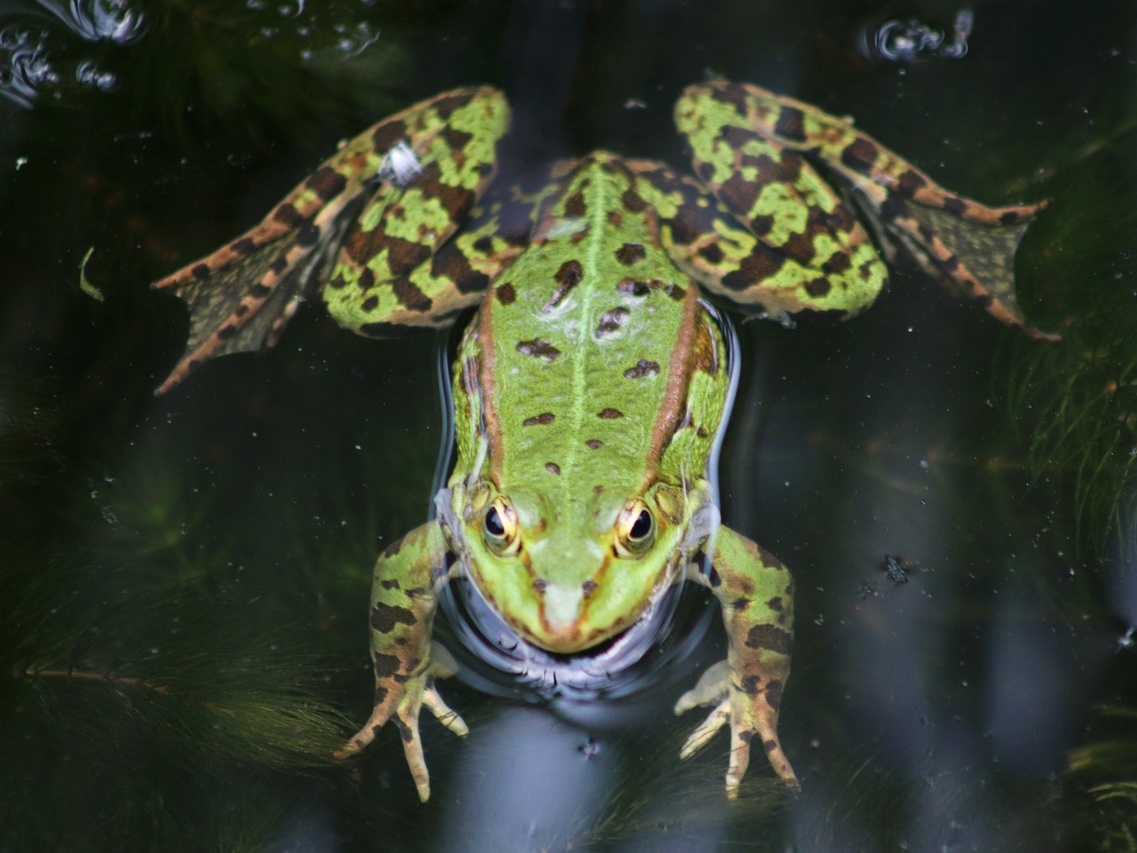 Wetterfrosch auf Ecstasy? Schon wieder lokale Unwetter angekündigt