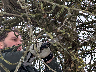 Obstbaumschnittkurs mit dem Landesbund für Vogel- und Naturschutz